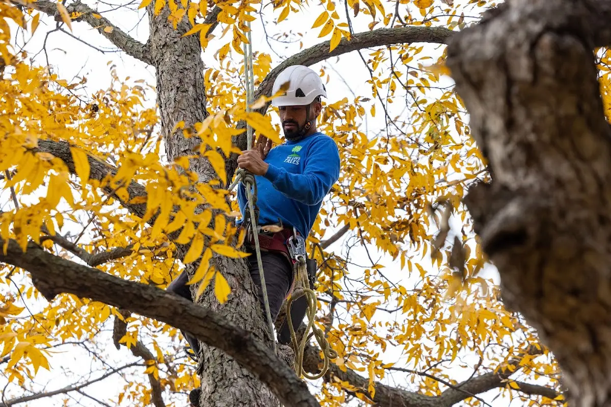 Skilled Tree Trimming crew working in Windsor